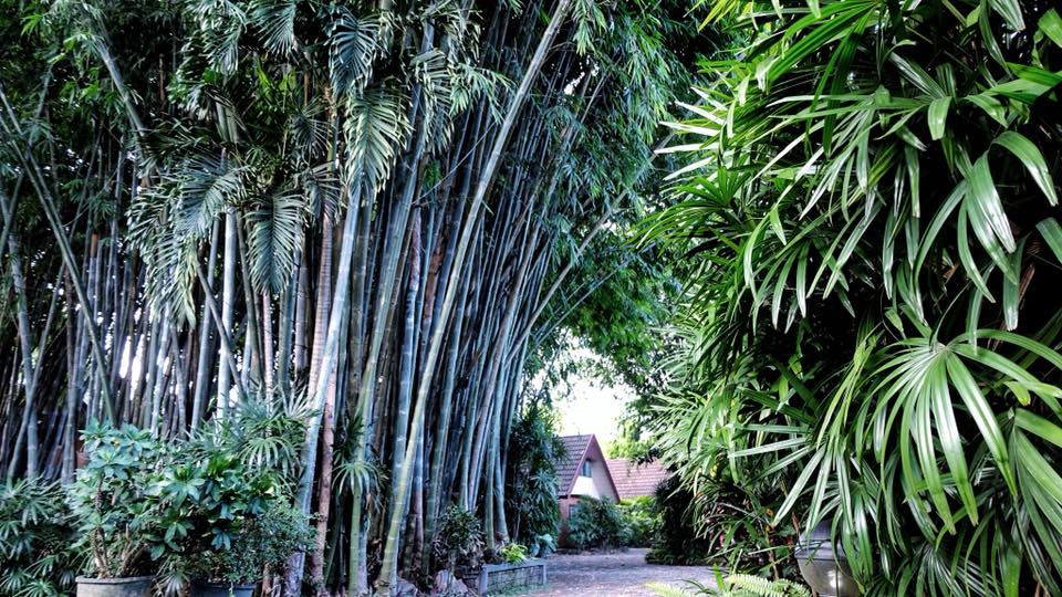 Bamboo grove around Studio 88 Artist Residency, Chiangmai