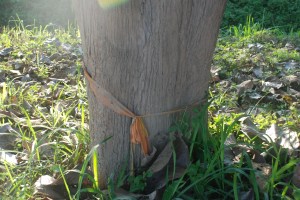 Teak tree Studio 88 Artist Residency, Chiang Mai
