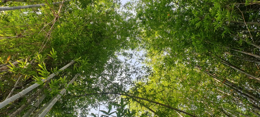 Reviving Nature: Pollution Alert Artist Residency&nbsp;2024