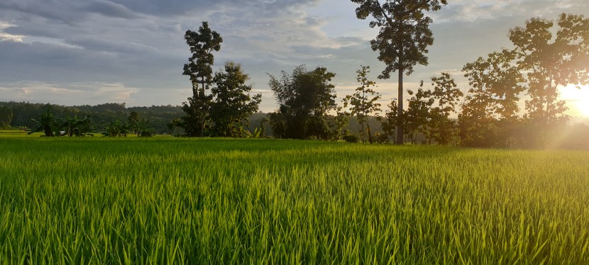 Selected artists-in-residence for Reviving Nature open&nbsp;call