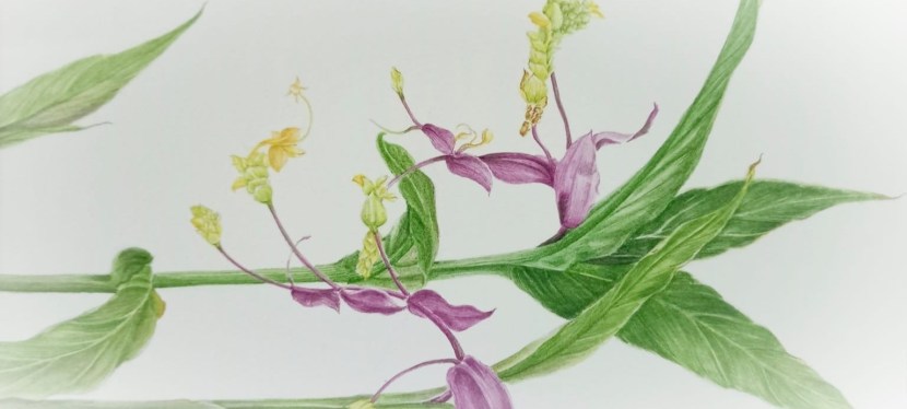 Call for Applications – Reviving Nature&nbsp;2026